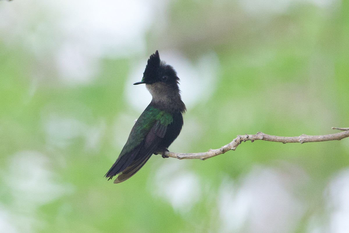 Antillean Crested Hummingbird - ML618499965