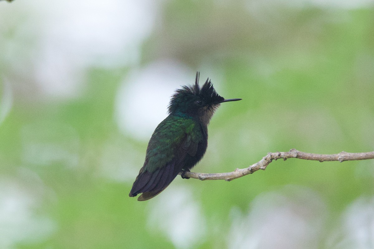 Antillean Crested Hummingbird - ML618499970