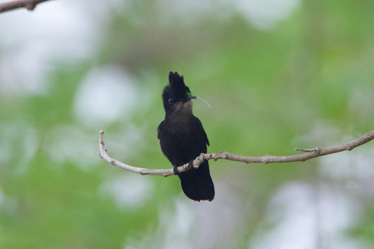 Antillean Crested Hummingbird - ML618499984