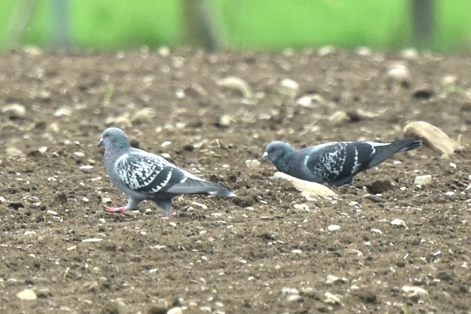 Rock Pigeon (Feral Pigeon) - ML618500041