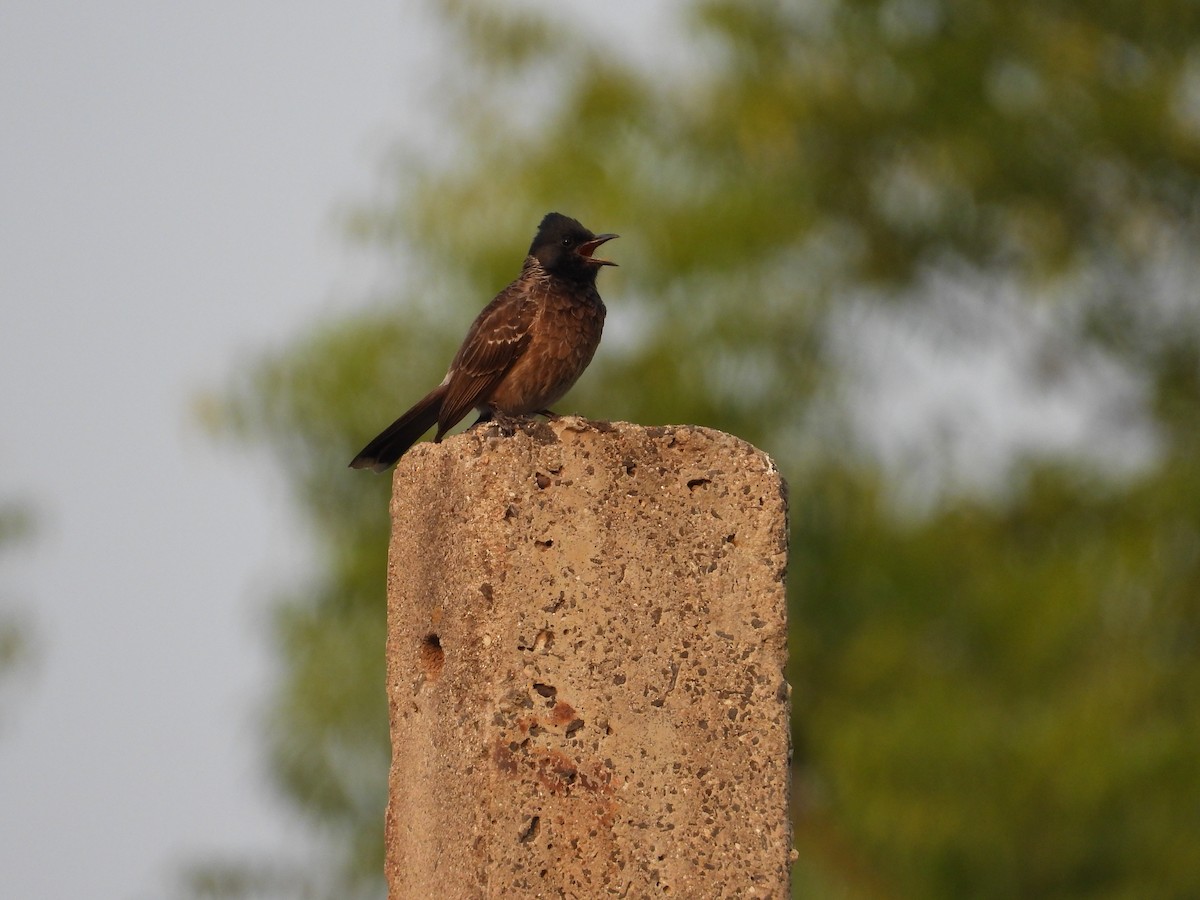 Red-vented Bulbul - ML618500061
