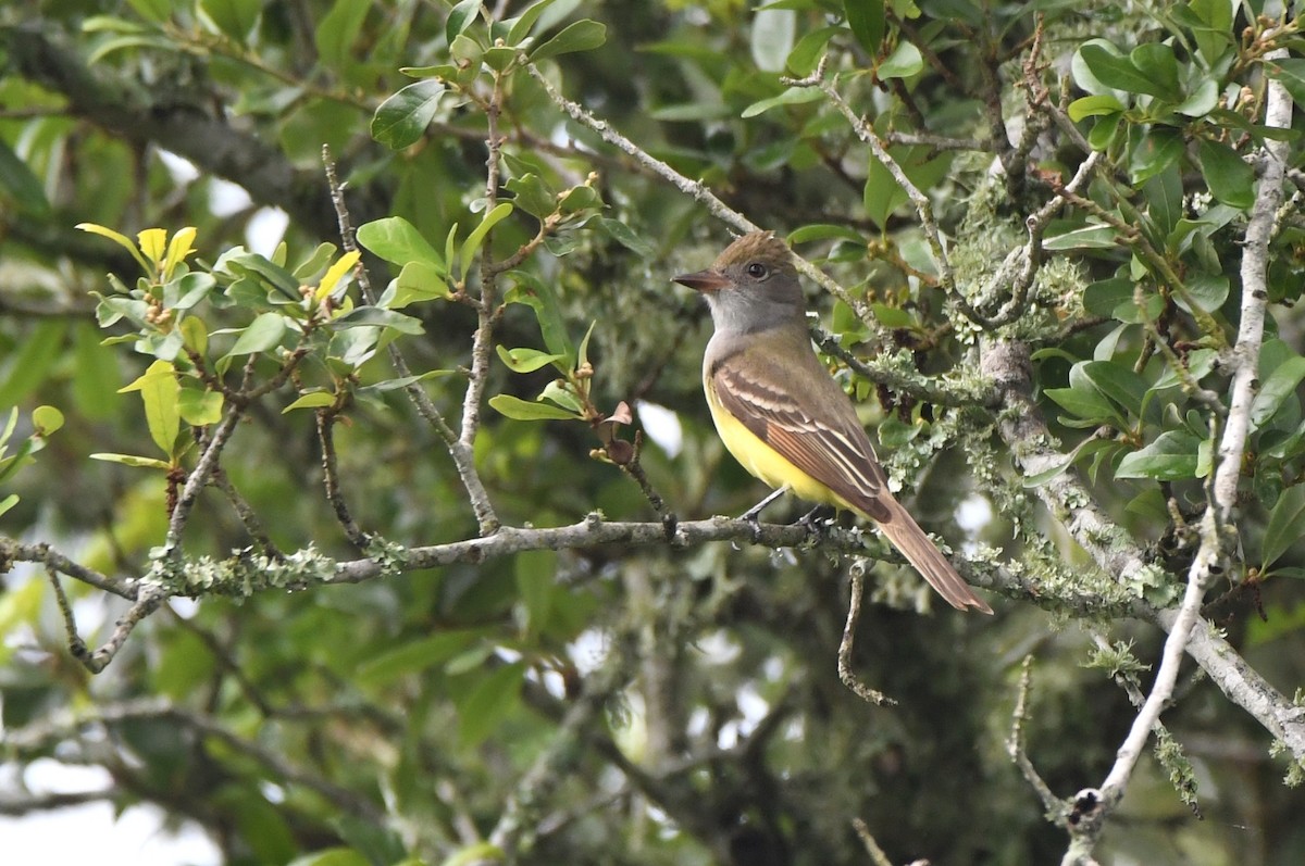 Great Crested Flycatcher - ML618500064