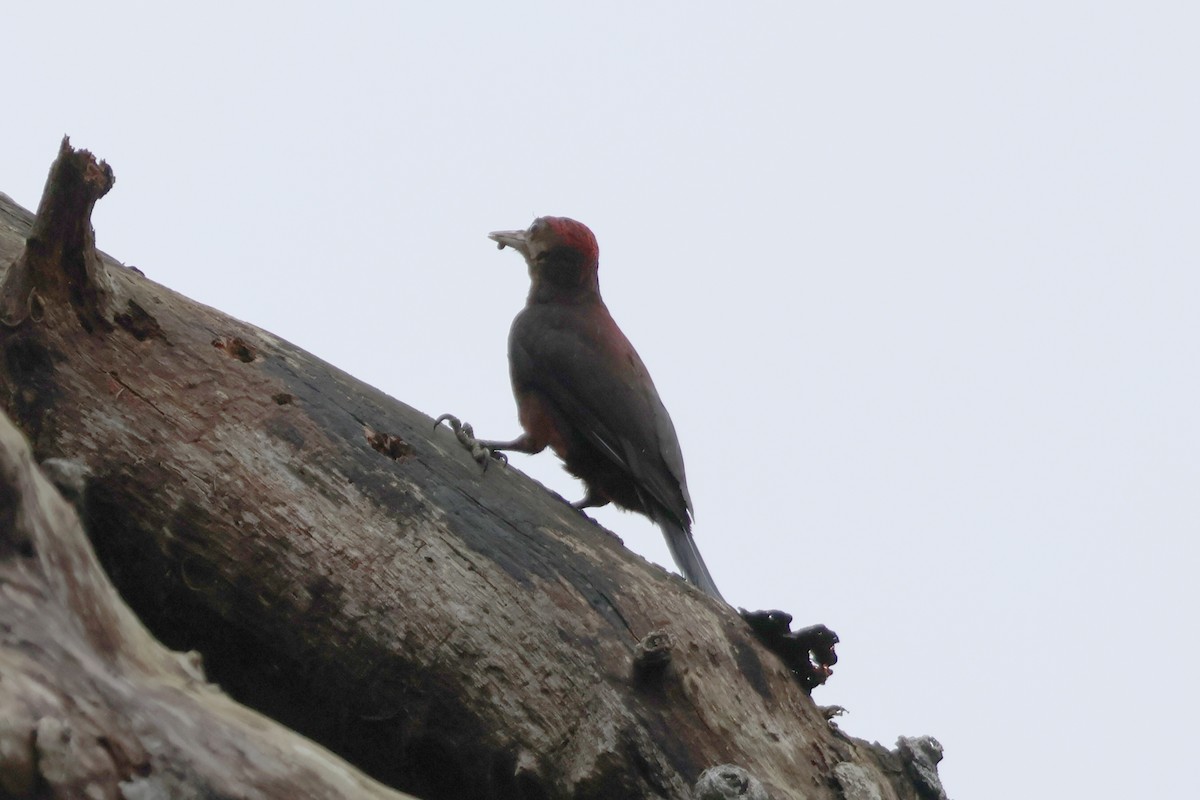 Okinawa Woodpecker - ML618500076