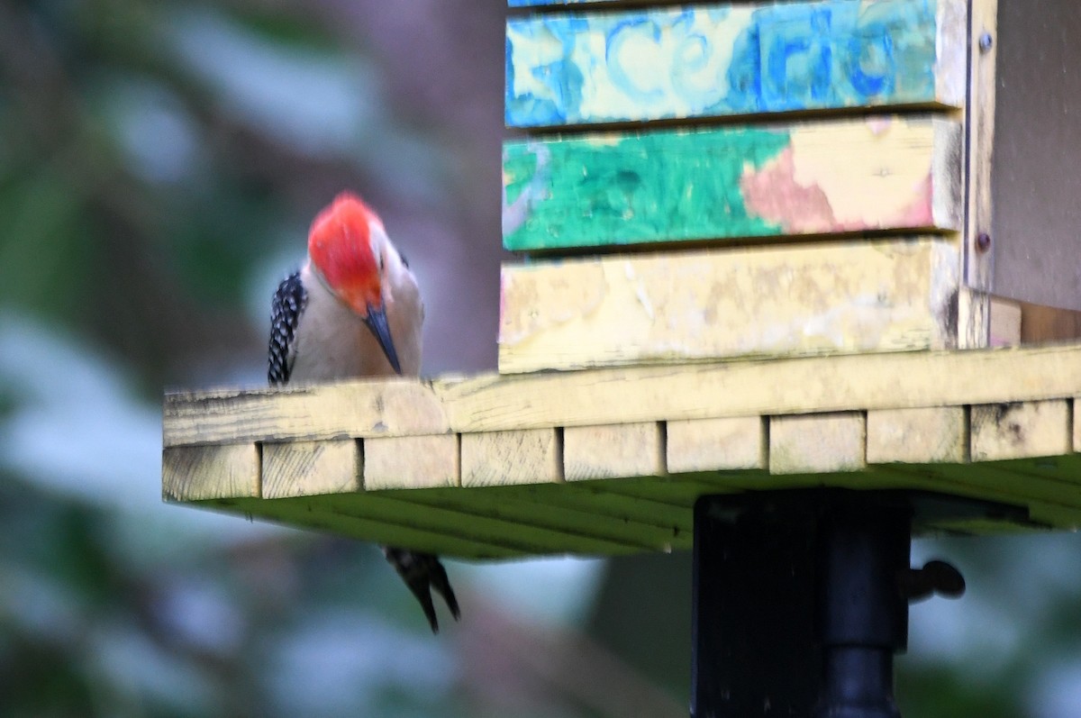 Red-bellied Woodpecker - Kevin Smith