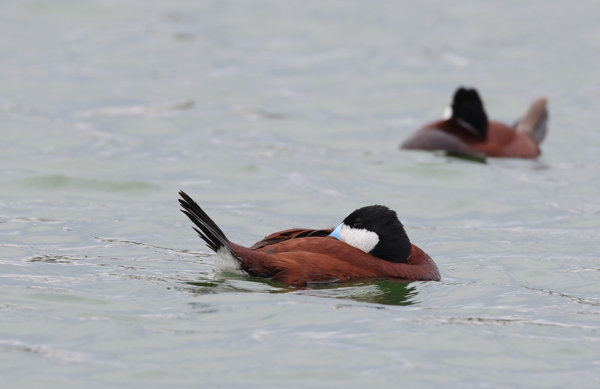 Ruddy Duck - Andy Gee