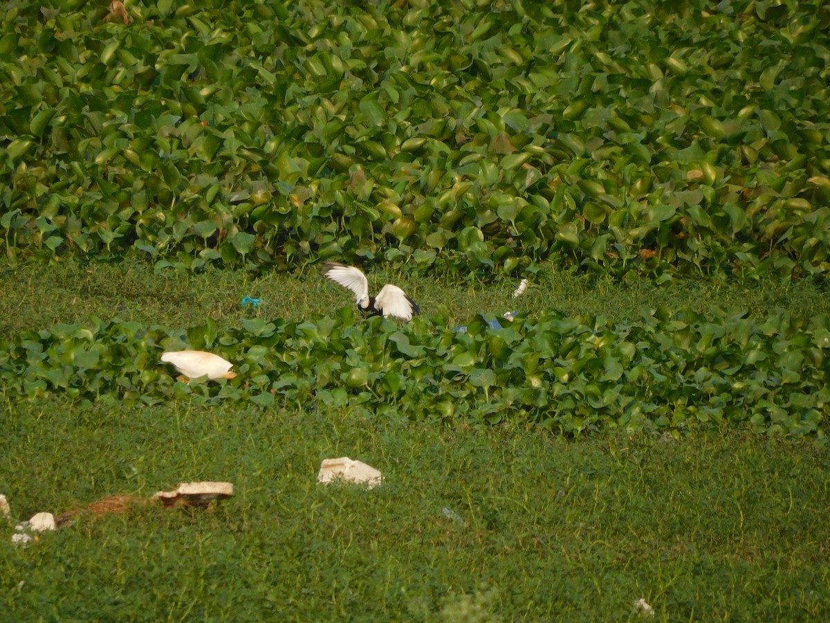 Pheasant-tailed Jacana - ML618500117