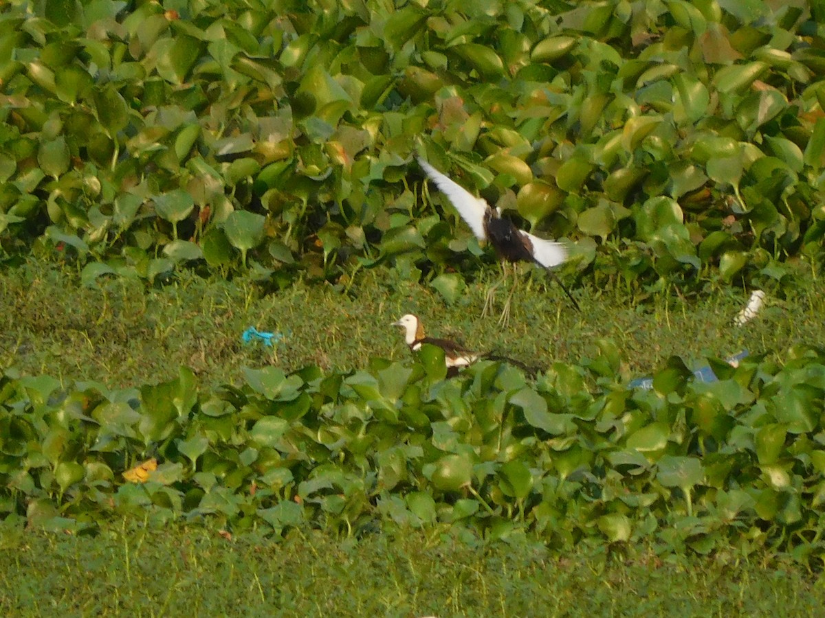 Pheasant-tailed Jacana - ML618500122