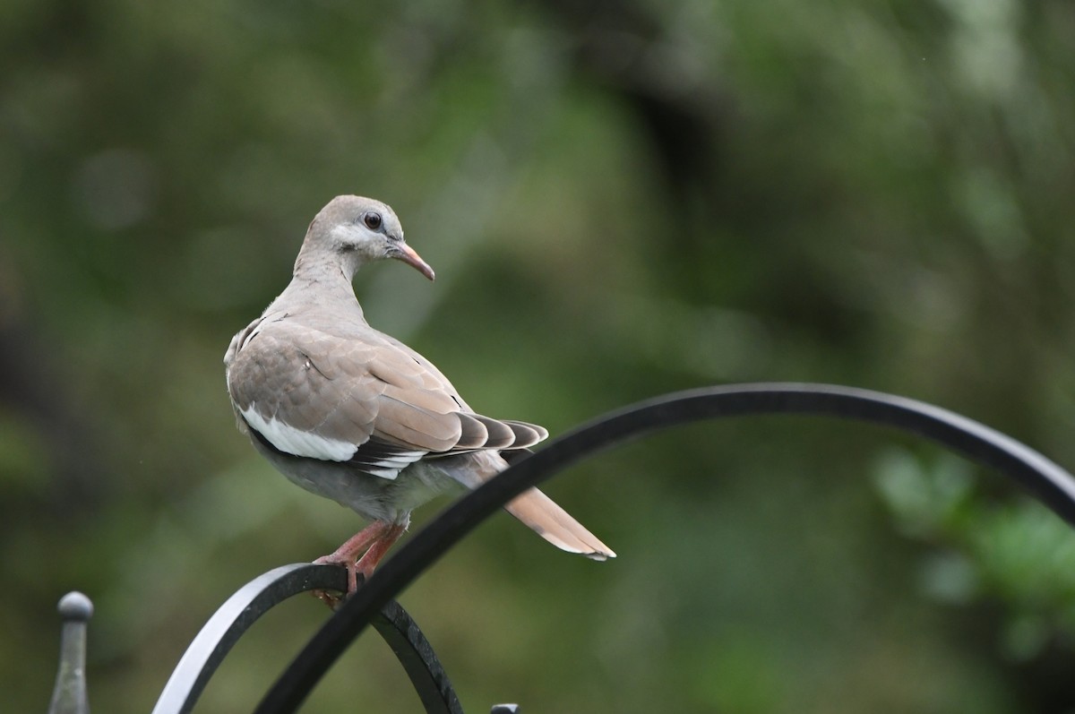 White-winged Dove - ML618500128
