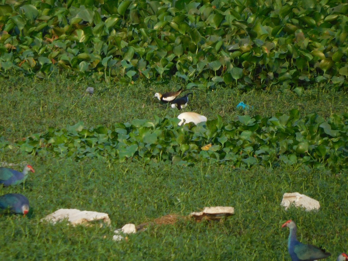Pheasant-tailed Jacana - ML618500129