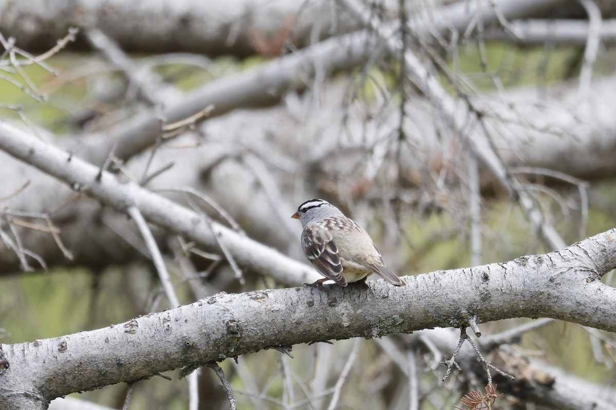 White-crowned Sparrow - Catherine Lawrence