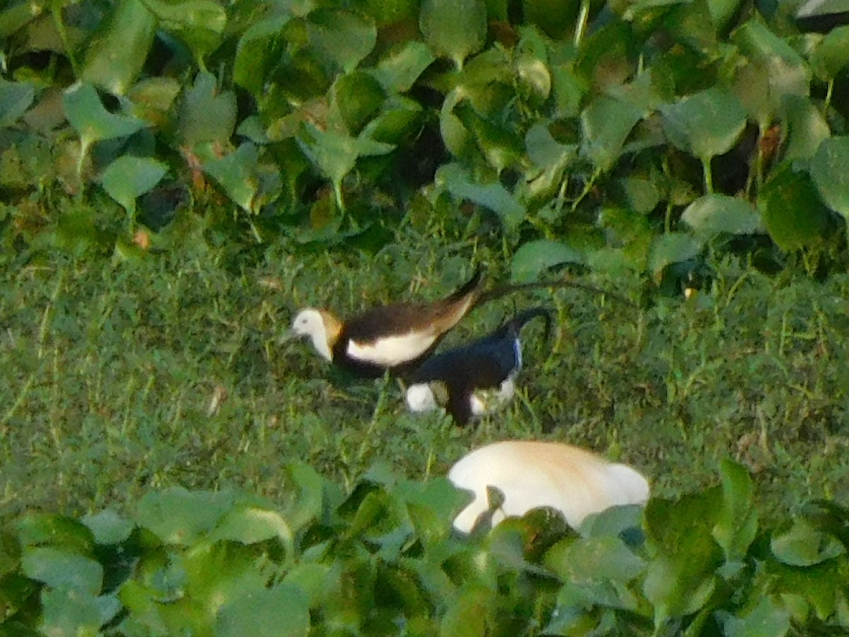 Pheasant-tailed Jacana - ML618500153