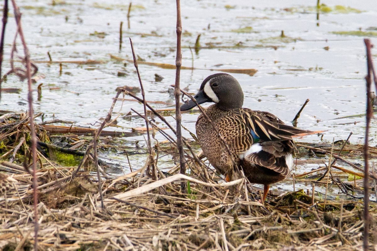 Blue-winged Teal - ML618500162