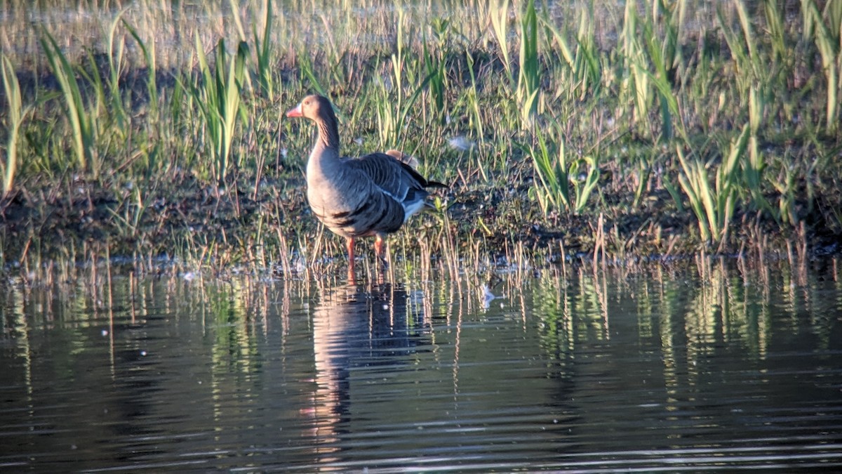 Greater White-fronted Goose - ML618500165