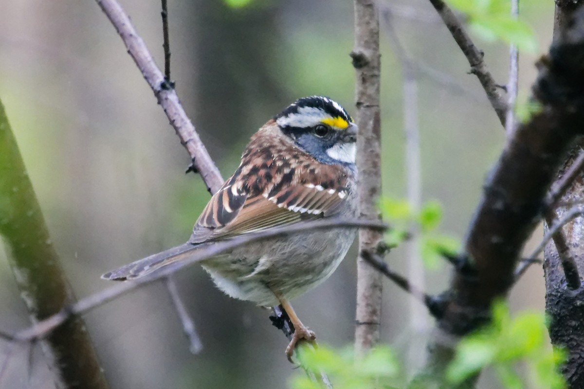White-throated Sparrow - David Hoag
