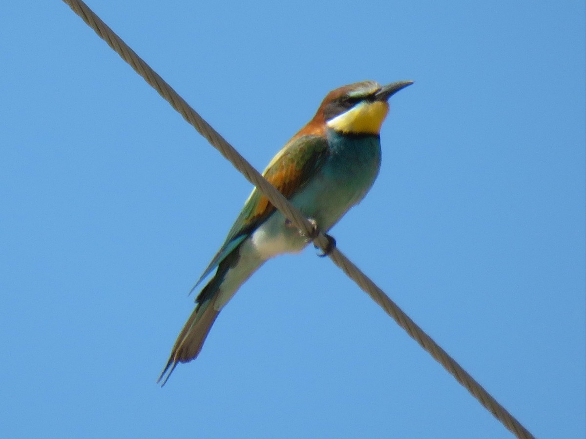 European Bee-eater - ML618500189