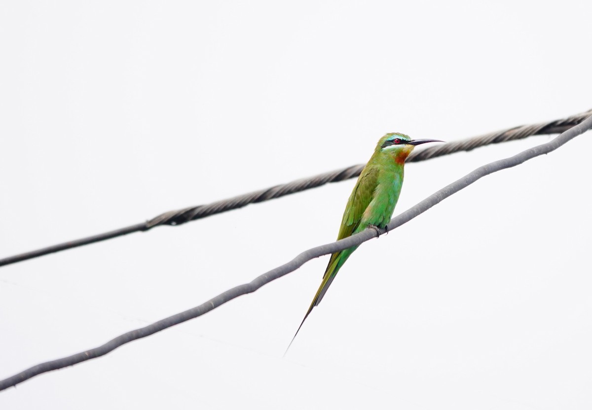 Blue-cheeked Bee-eater - ML618500195