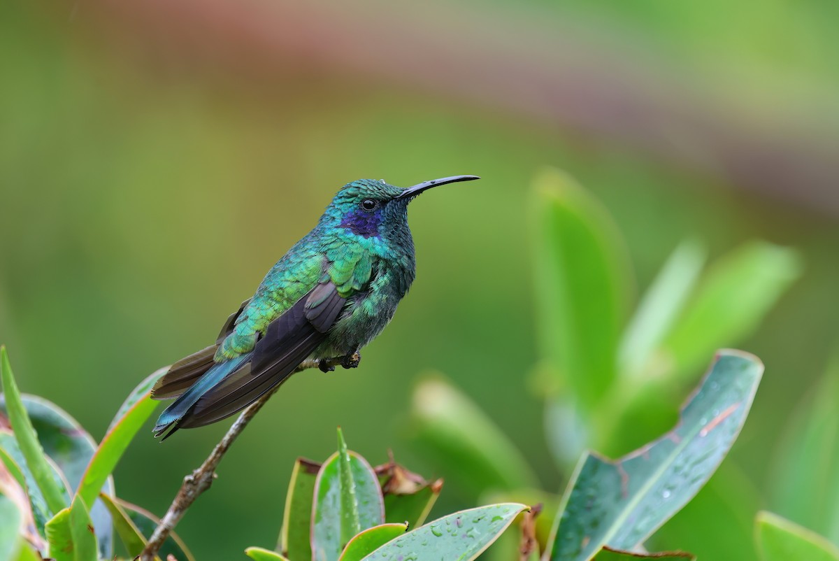 kolibřík modrouchý - ML618500212