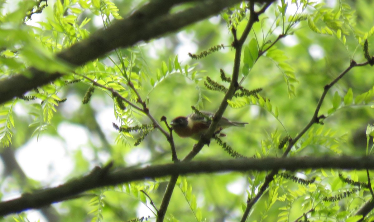 Bay-breasted Warbler - ML618500215