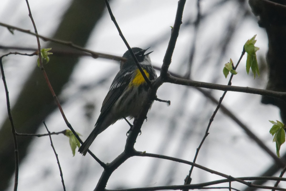 Yellow-rumped Warbler - David Hoag
