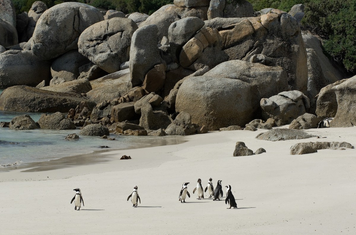 פינגווין אפריקני - ML618500244