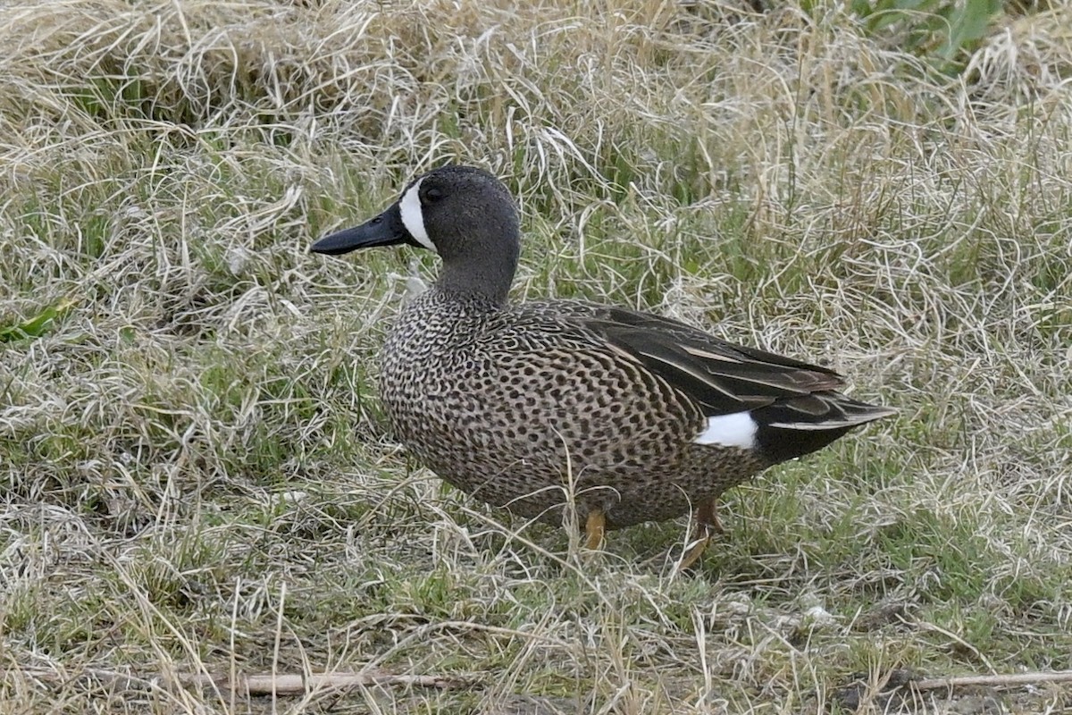 Blue-winged Teal - ML618500245