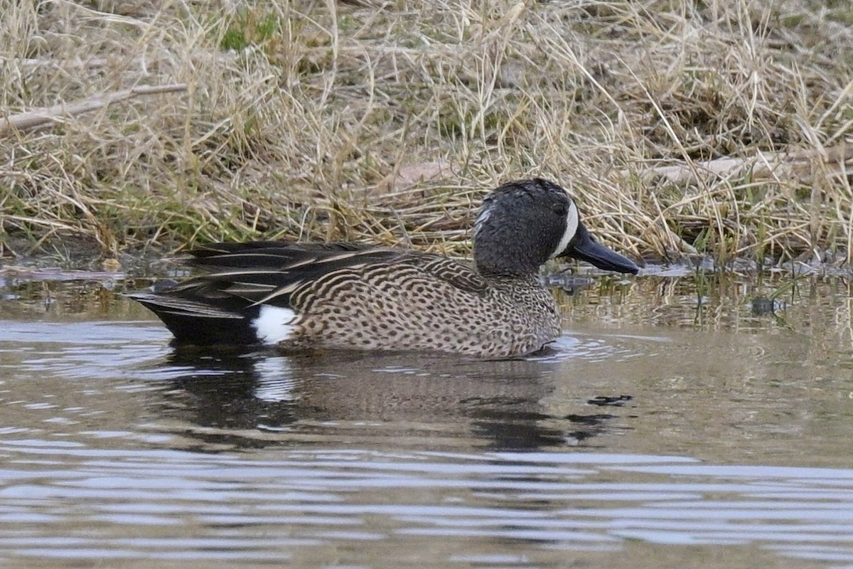 Blue-winged Teal - ML618500246