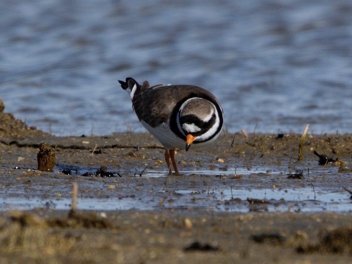 Common Ringed Plover - ML618500247