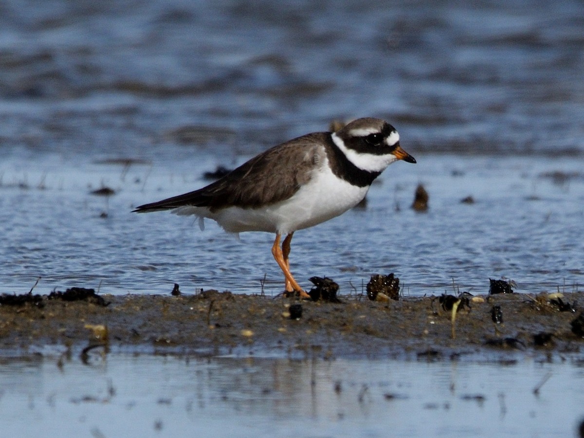 Common Ringed Plover - ML618500248