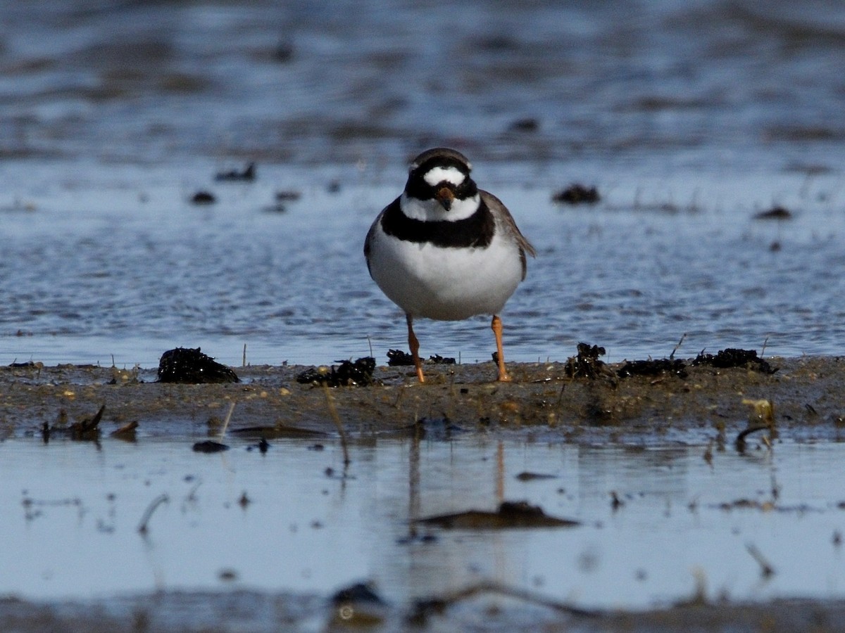 Common Ringed Plover - ML618500249