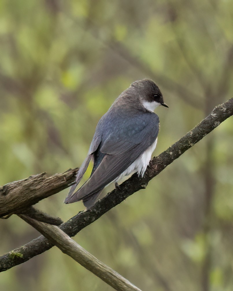 Tree Swallow - Bruce White