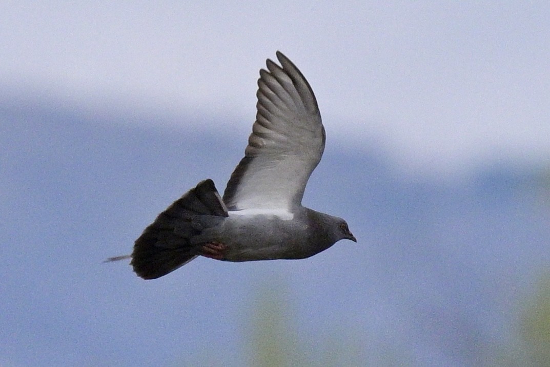 Сизый голубь (Одомашненного типа) - ML618500275