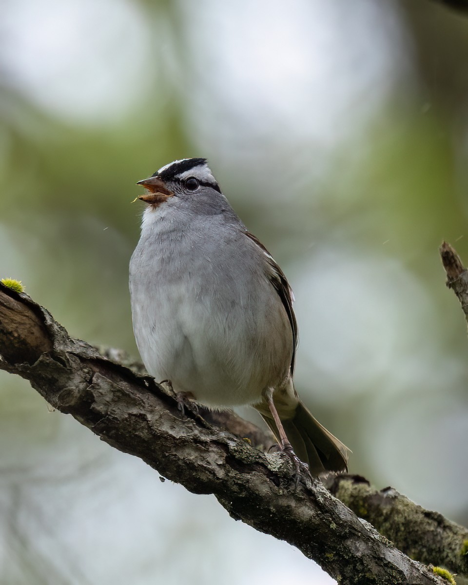 White-crowned Sparrow - ML618500276
