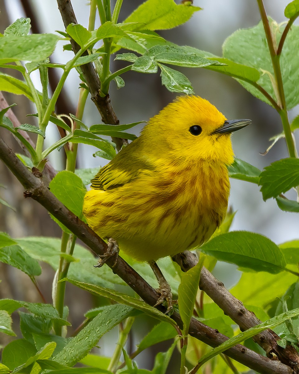 Yellow Warbler - Bruce White