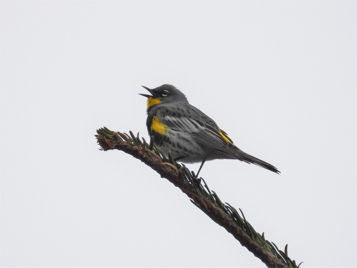 Yellow-rumped Warbler (Audubon's) - ML618500307