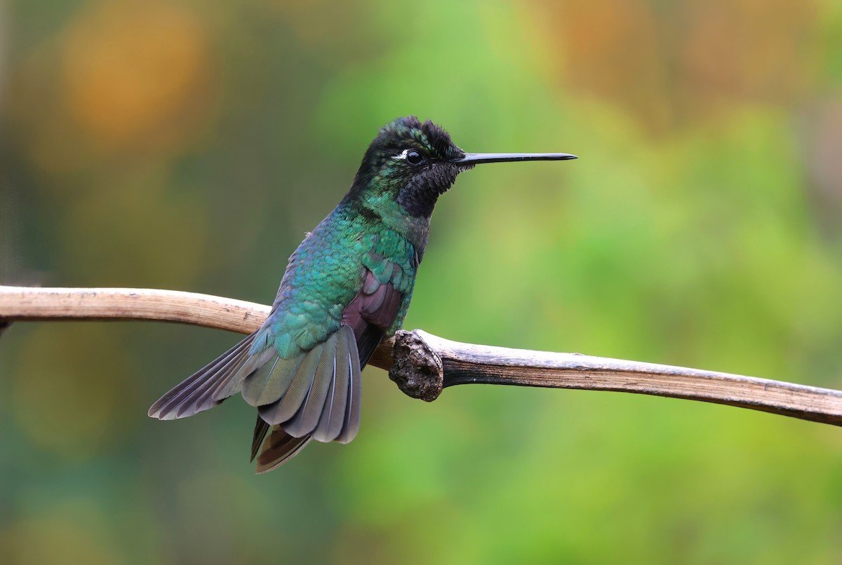 Talamanca Hummingbird - Channa Jayasinghe