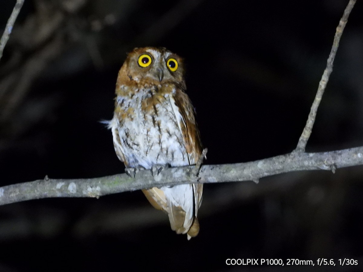 Oriental Scops-Owl - Gopi Raji