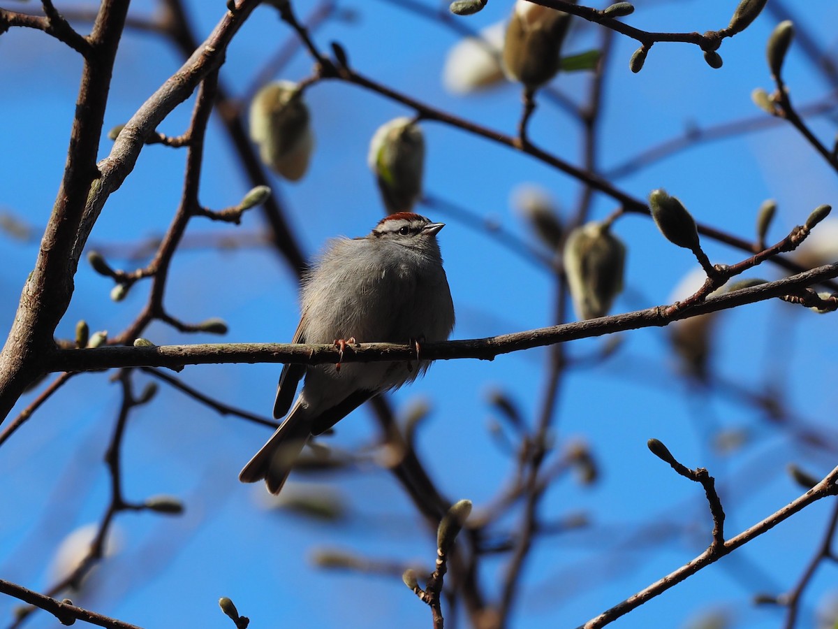 Chipping Sparrow - ML618500343