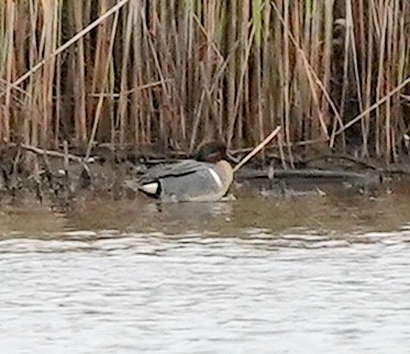 Green-winged Teal - ML618500360