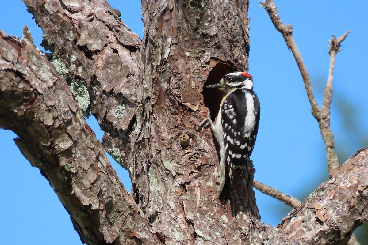 Downy Woodpecker - ML618500362