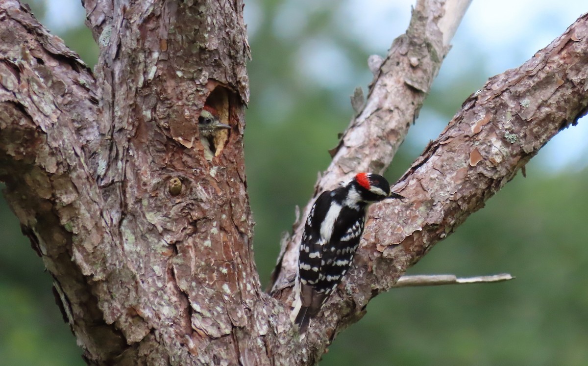 Downy Woodpecker - ML618500363