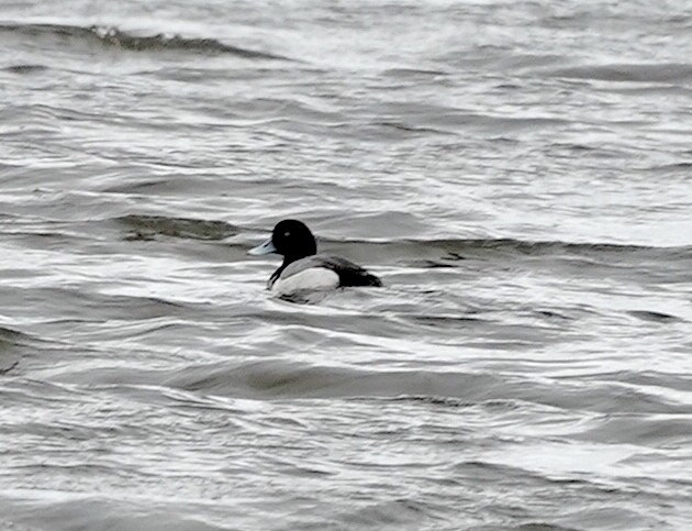 Greater Scaup - ML618500365