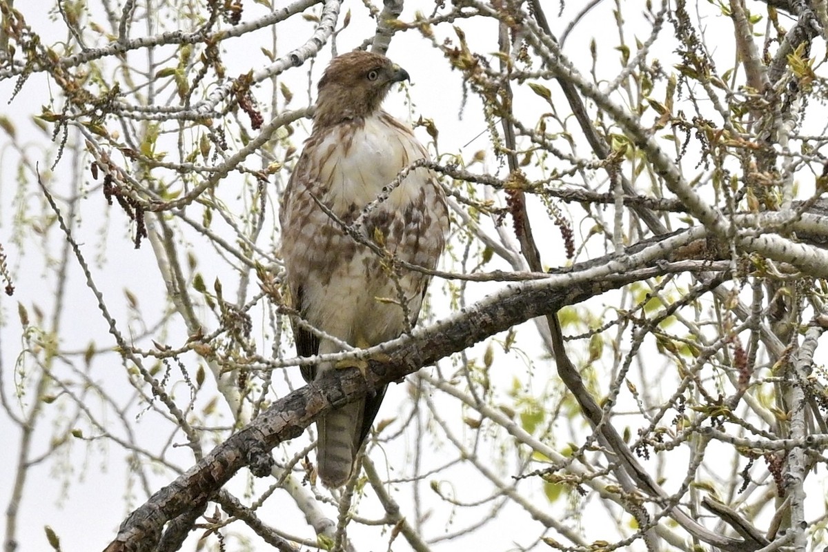 Red-tailed Hawk - ML618500366