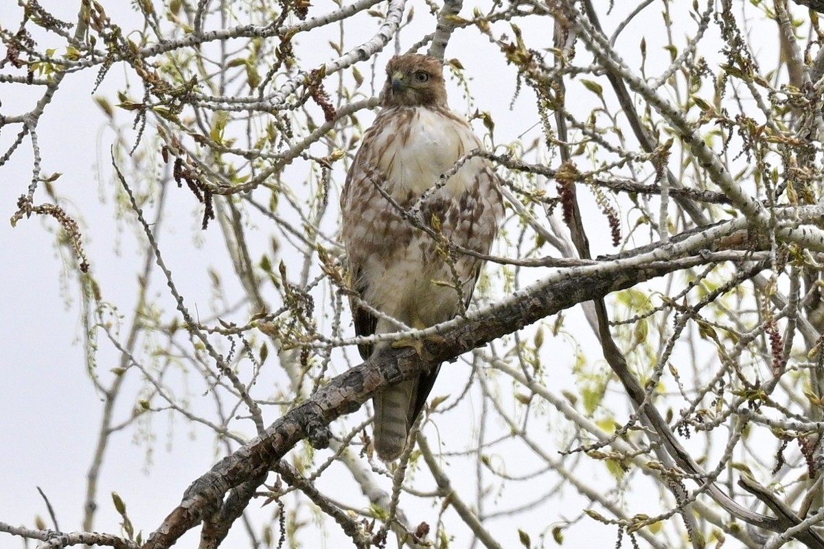 Red-tailed Hawk - Laurie Kleespies