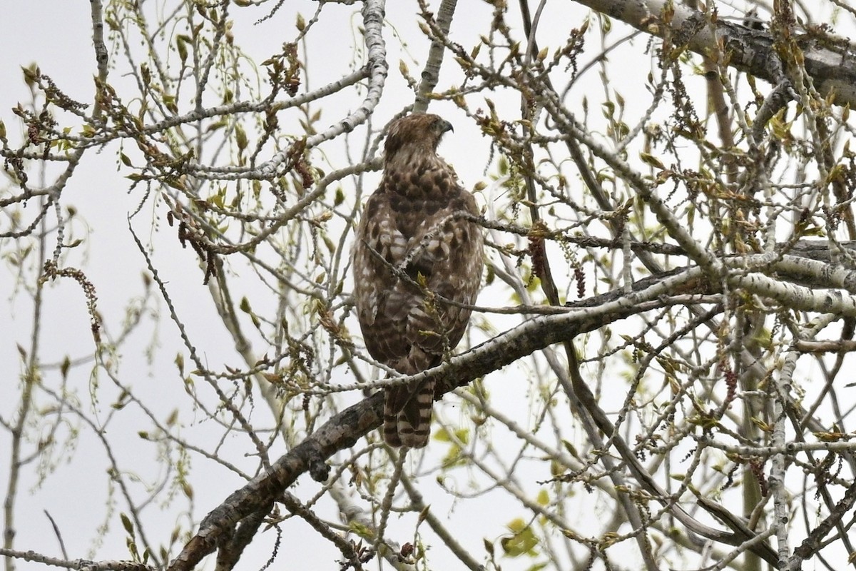 Red-tailed Hawk - ML618500368