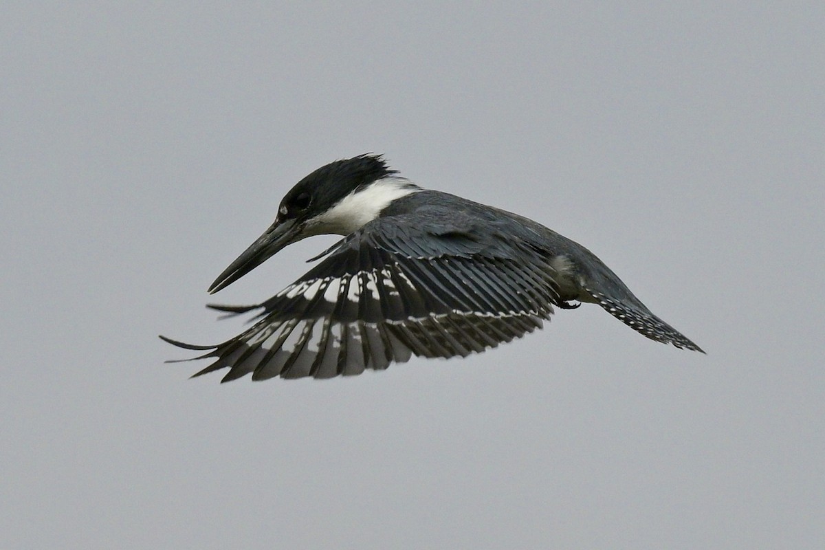 Belted Kingfisher - Laurie Kleespies