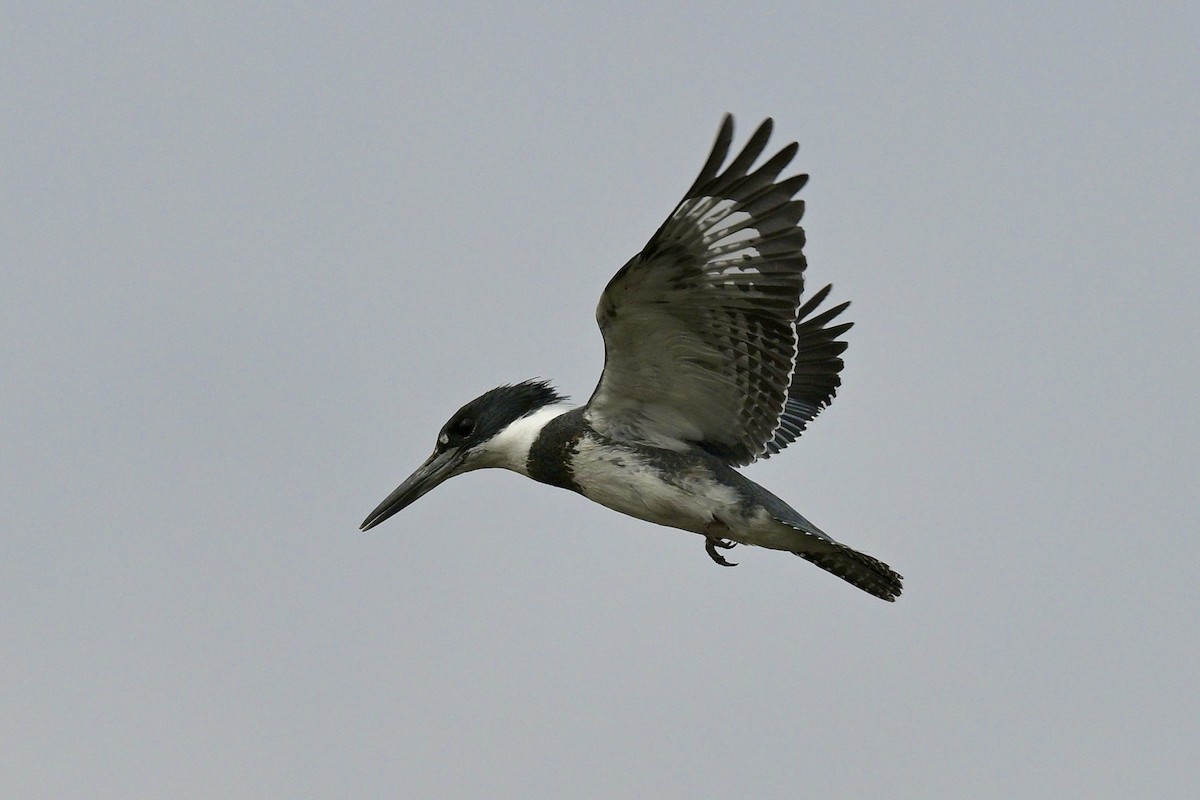 Belted Kingfisher - ML618500385