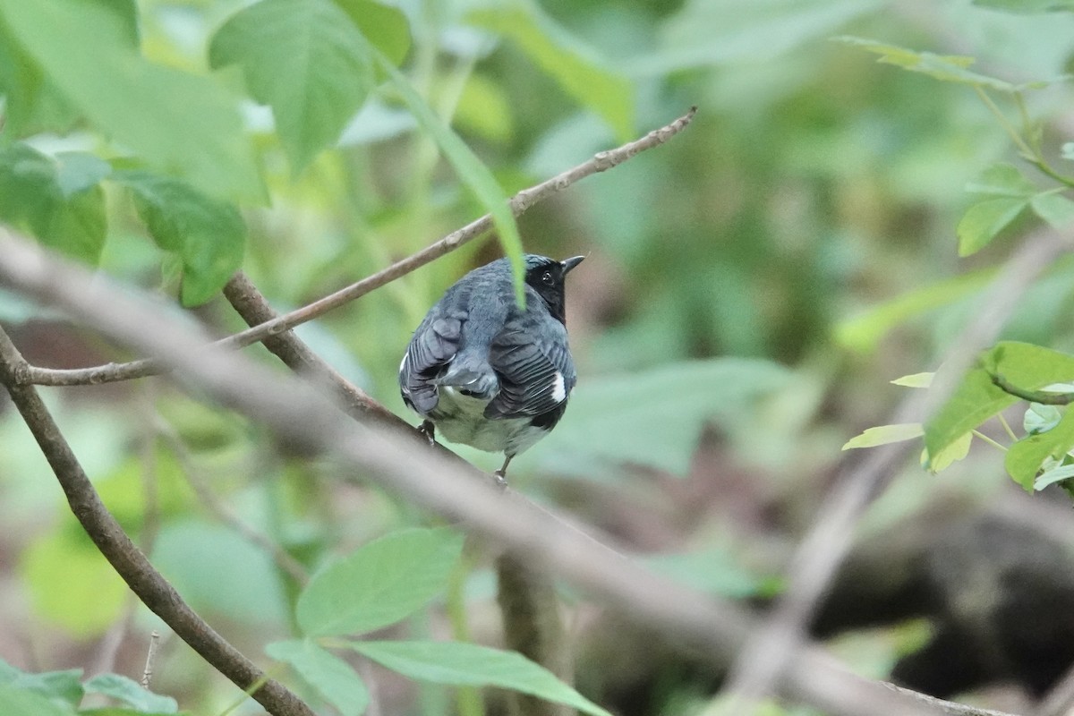 Black-throated Blue Warbler - ML618500396