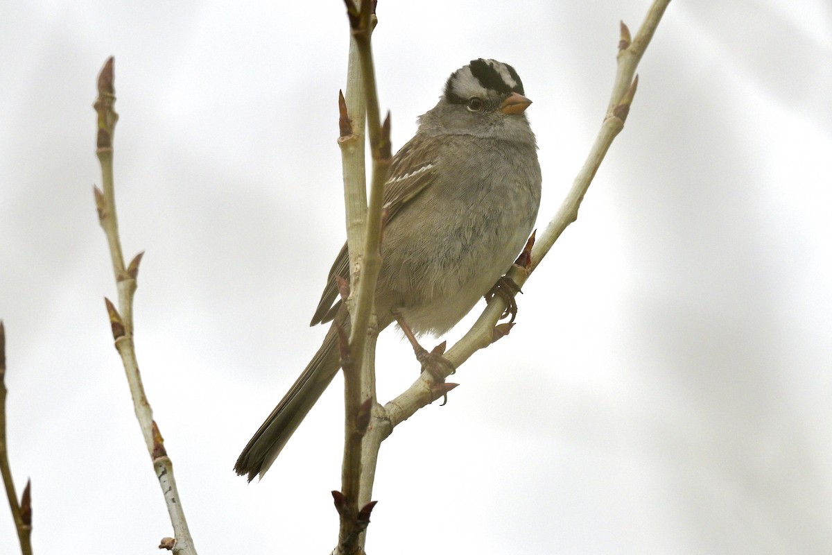 White-crowned Sparrow - ML618500423