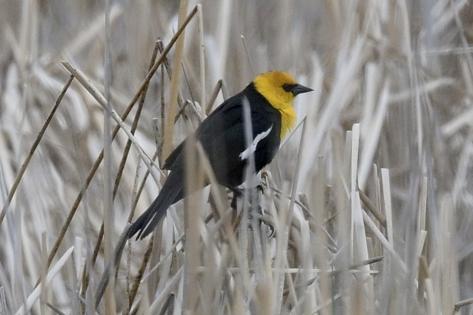 Yellow-headed Blackbird - Laurie Kleespies