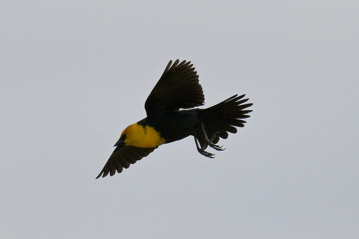 Yellow-headed Blackbird - ML618500452